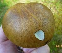 Boletus vermiculosoides image