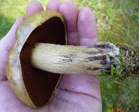 Boletus vermiculosoides image