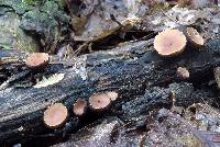 Galiella rufa image