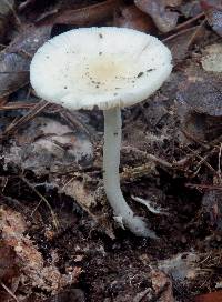 Amanita sect. Vaginatae image
