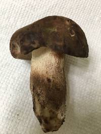 Tylopilus variobrunneus image