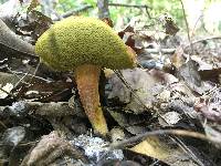 Leccinum rubropunctum image