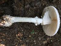 Amanita subcokeri image