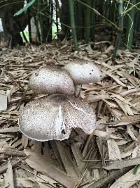 Stropharia lepiotiformis image