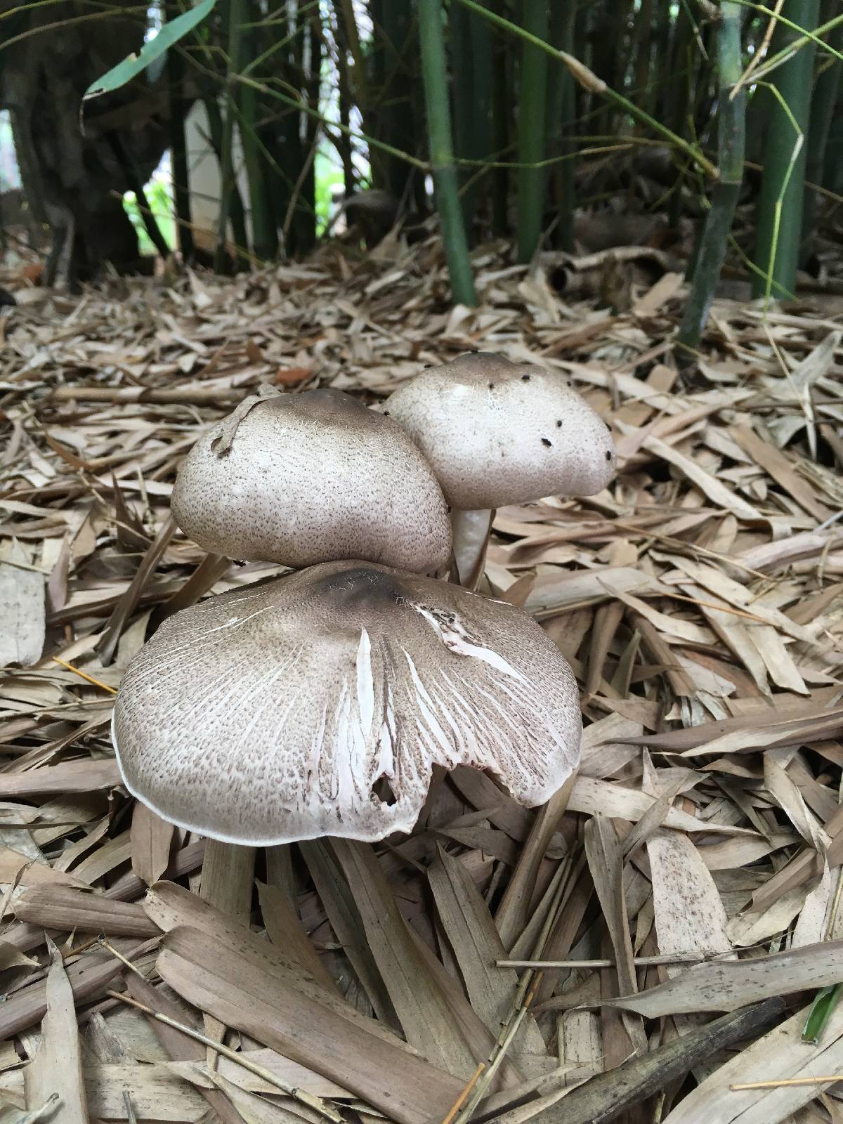 Stropharia lepiotiformis image