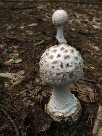 Amanita subcokeri image