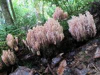 Ramaria stricta image