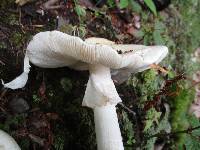 Amanita aestivalis image