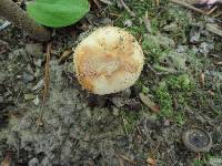 Russula grata image