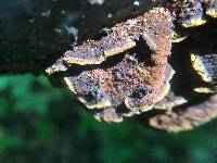 Phellinus gilvus image