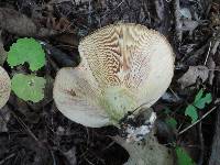 Lactarius maculatus image