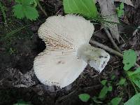 Russula adusta image