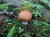 Russula paludosa image