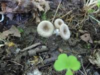 Entoloma undatum image