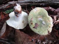 Russula variata image