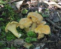 Cantharellus flavolateritius image