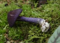 Entoloma pigmentosipes image