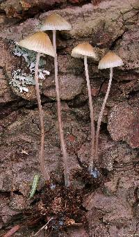 Mycena subcaerulea image