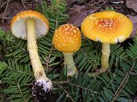 Amanita frostiana image