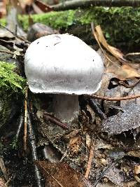 Cortinarius alboviolaceus image