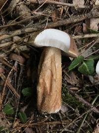 Tylopilus felleus image