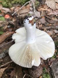 Russula rugulosa image