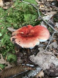 Russula rugulosa image