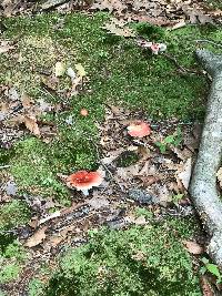 Russula rugulosa image