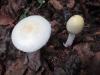 Amanita albocreata image