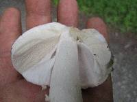 Amanita submaculata image