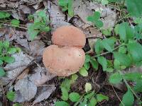 Phylloporus rhodoxanthus image