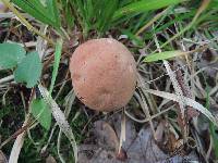 Phylloporus rhodoxanthus image