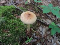 Amanita amerifulva image