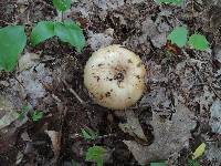 Russula grata image