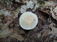 Russula modesta image