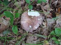 Russula cyanoxantha image