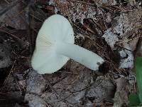 Russula variata image