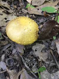 Amanita flavorubens image