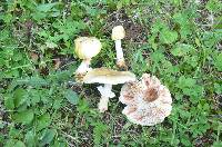 Amanita flavorubens image