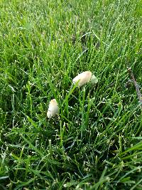 Conocybe apala image