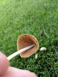Conocybe apala image