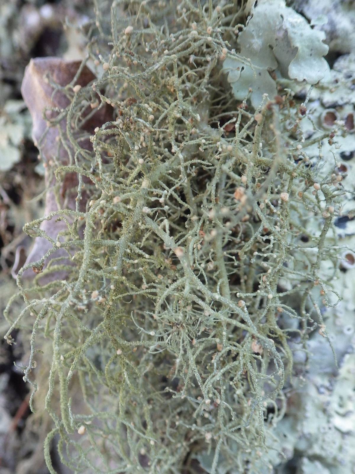 Biatoropsis image