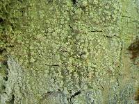 Pertusaria albescens var. albescens image