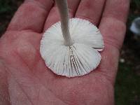 Amanita farinosa image