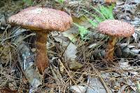 Suillus spraguei image