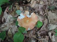 Russula decolorans image