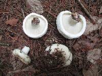 Lactarius deceptivus image