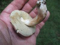 Xanthoconium affine image