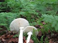 Amanita submaculata image