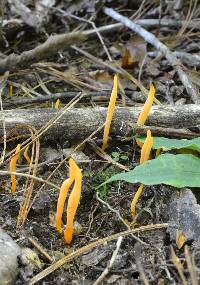 Clavulinopsis fusiformis image